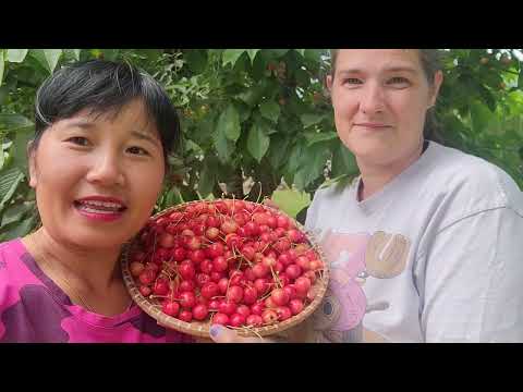 THU HOẠCH CHERRY, ĐẬU HÀ LAN,NGỒNG TỎI