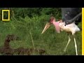 Mongoose Behavior and Threats