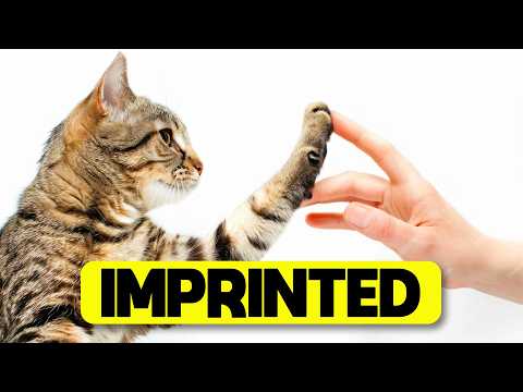 15 Signs Your Cat Has Imprinted On You