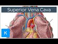 Understanding the Superior Vena Cava