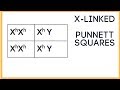 Understanding X-linked Traits and Punnett Squares