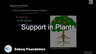 Support in Plants