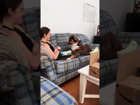 Dog Keeps Mom From Working By Closing Her Laptop