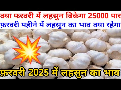 फ़रवरी में क्या लहसुन बिकेगा 25000 पार // February me lahsun ka bhav kya rhega // lahsun ka bhav