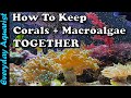 Corals and Macroalgae Compatibility