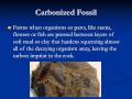 Fossil Records and Index Fossils