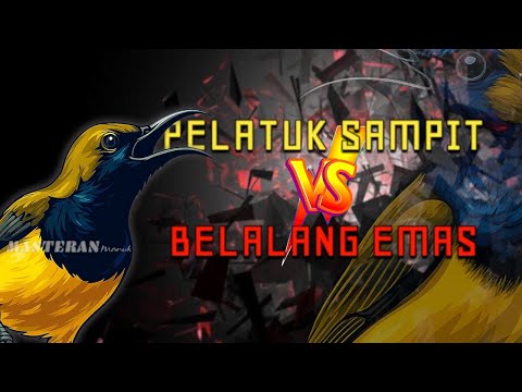 🔴 BARU! Masteran sogon pelatuk sampit vs belalang emas full materi tembakan #sogon   #sogongacor