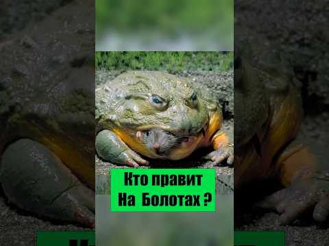 #лягушкалык  #подводныймир #животныепланеты #фактыоприроде #живаяпланета #animalfacts  #дикаяприрода