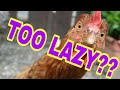Understanding the Chicken Scenario