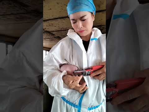 How Pig farm perform Iron Injection and Tail Docking process right after Baby Pig born