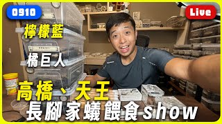 【0910Live】高橋、長腳家蟻餵食show｜檸檬藍、希臘寬邊白化、橘巨人鼠婦展示｜臺灣蟻窟