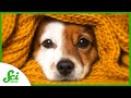 Understanding Canine Domestication and Communication