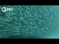 Sardine Migration and Ecology