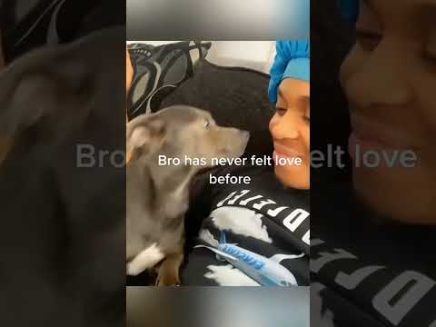 #cat #dog #dogs #cut #cute #love #lovecats #lovedogs #funny #virla #viralvideo #foryou #foryoupage