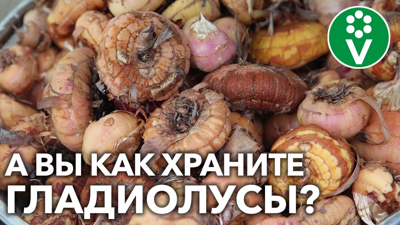 Ни одна клубнелуковица не пропадет! Все гладиолусы сохранятся при таком способе уборки и хранения!