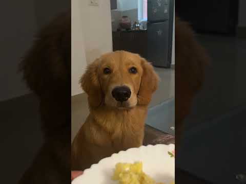 #20 Ye bimaar lag rha hai kya?🙄#shorts #ashortaday #minivlog #goldenretriever