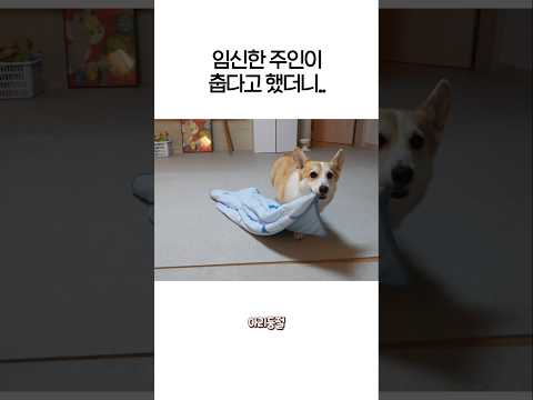 임신한 주인이 춥다고 말했더니..