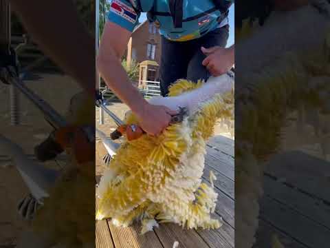Shearing a GOLD fleece!