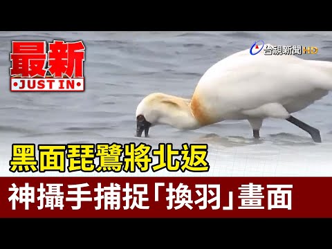 黑面琵鷺將北返 神攝手捕捉「換羽」畫面【最新快訊】 - YouTube(1分13秒)