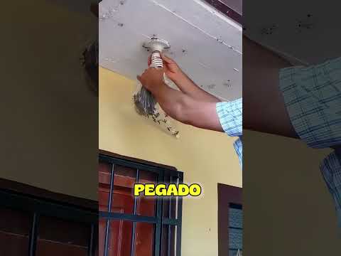 Así quitó un panal sin que lo piquen 🐝