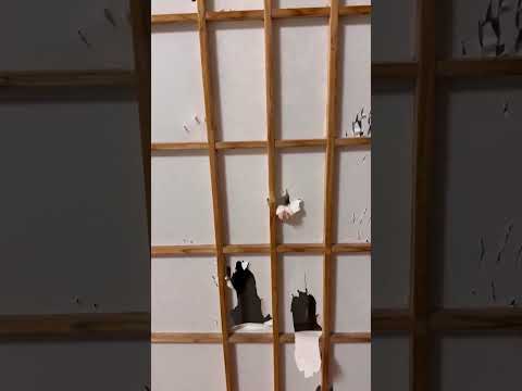 ESTE GATO NO SABE USAR LA PUERTA #shortvideo #curiosidades #viralvideo