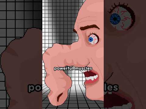 If A Human Had Elephant Anatomy ๐๐ซจ