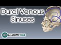 Cavernous Sinus Anatomy and Pathologies
