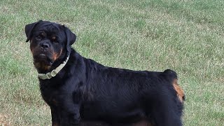 2 litters. Consistency. What breeders don't want you to know