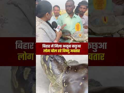 बिहार में मिला अजूबा कछुआ लोग बोले विष्णु अवतार