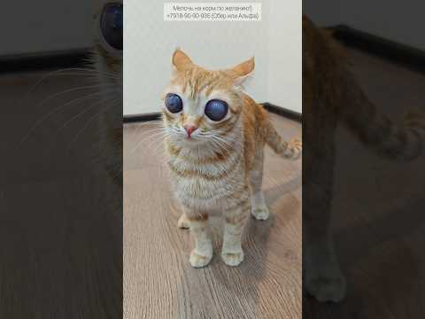 Маська злится #коты #глаза #кот