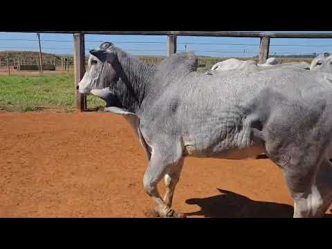 LOTE 27
