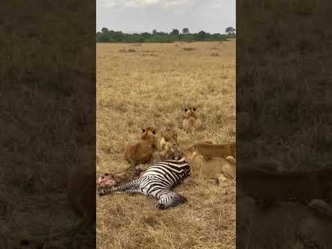 Lions Feeding on a zebra #shortvideo #safari #migration #safarilive #wildebeest #wildlife