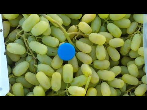 袘袨袟袨袪 校袟校袦袚袗 孝袔袥袛袠 袧袗袪啸 携啸楔袠. 袨谢褌懈邪褉懈覜 褍蟹褍屑 斜芯蟹芯褉