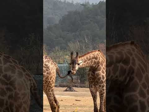 Funny giraffe #petsunited #funny #foryou #funnyanimal #ihavethisthingwithplants