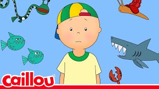 Que va découvrir Caillou à la plage ? | Caillou Français