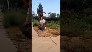 Admi Ne kiya galti #shortsfeed #facts #experimnent