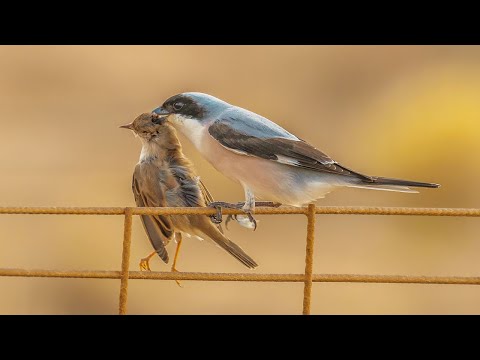 鳥中屠夫伯劳鳥凶猛異常 - YouTube