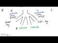 Fetal Pig Circulatory System