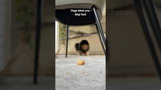 Dogs when you drop food 😅 #shorts #dog #pomeranian
