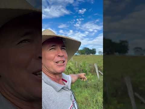 O Que Deus tem pra você ninguém vai tomar #testemunho #agropecuaria #fazenda #pecuarista