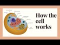 Cell Biology Concepts and Functions