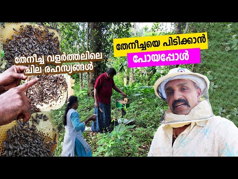 റാണിയെ  പിടിക്കാൻ പോയപ്പോൾ | HONEY FARMING KERALA #kerala #honeyfarming