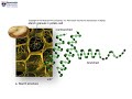 Carbohydrates and Their Functions