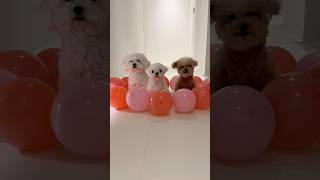 Bubble Bobble 챌린지 #미소아라티티