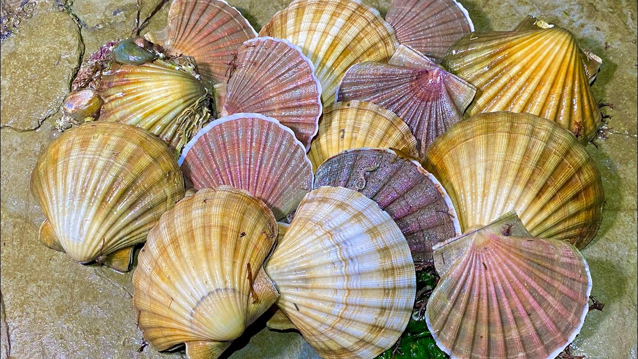 Coastal Foraging - Scallops, Crabs, Prawns and Bass - 3 Delicious Scallop Recipes - The FishLocker - The Fish Locker