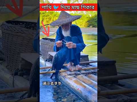 পানকৌড়ি দিয়ে মাছ শিকারের নির্মমতা #fishing  #shorts #trending