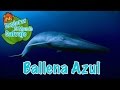 Explorando el Mundo de las Ballenas Azules