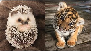 AWW Animals SOO Cute! Cute baby animals Videos Compilation cute moment of the animals #18 2025