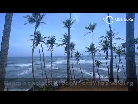 Mirissa Beach | 100 Journeys Sri Lanka