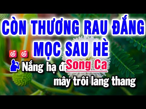 Karaoke Còn Thương Rau Đắng Mọc Sau Hè | Nhạc Sống Song Ca